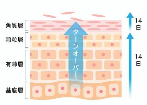 ターンオーバーってなに？？